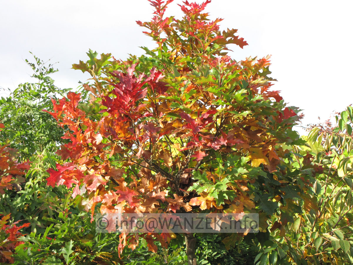 Quercus palustris Green Dwarf 03 Herbst 2014-1.JPG
